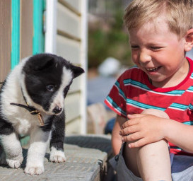 Восточно-сибирская лайка